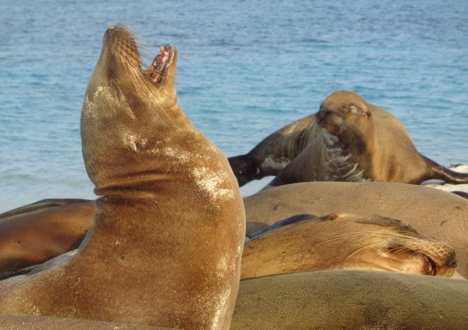 A seal in foreground barks with head raised upward. Two more seals appear behind.