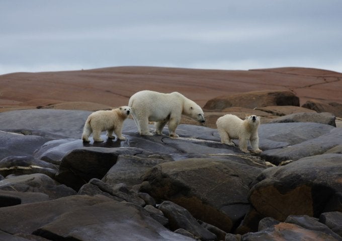 Three polar bears crossing across rocks with a landform in the background.