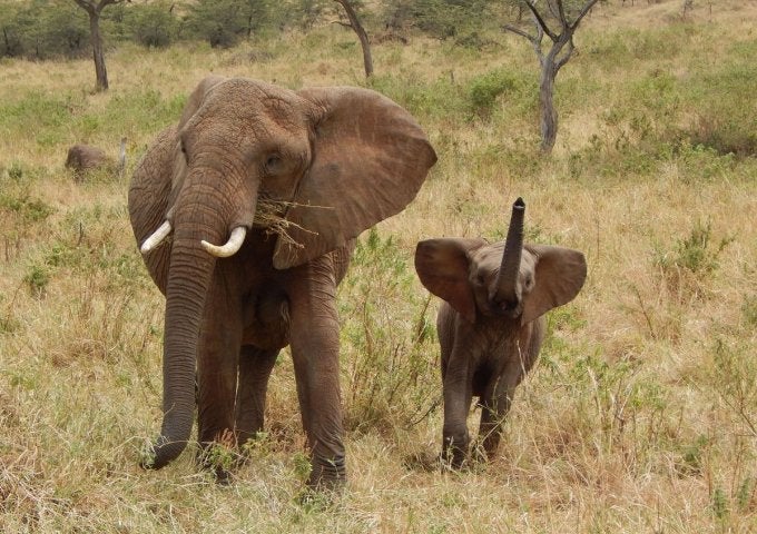 An adult elephant strides ahead with a younger elephant with raised snout follows at adult's side.