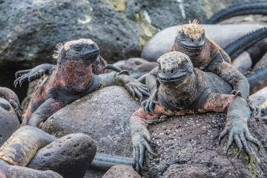Three iguanas lay on rocks.